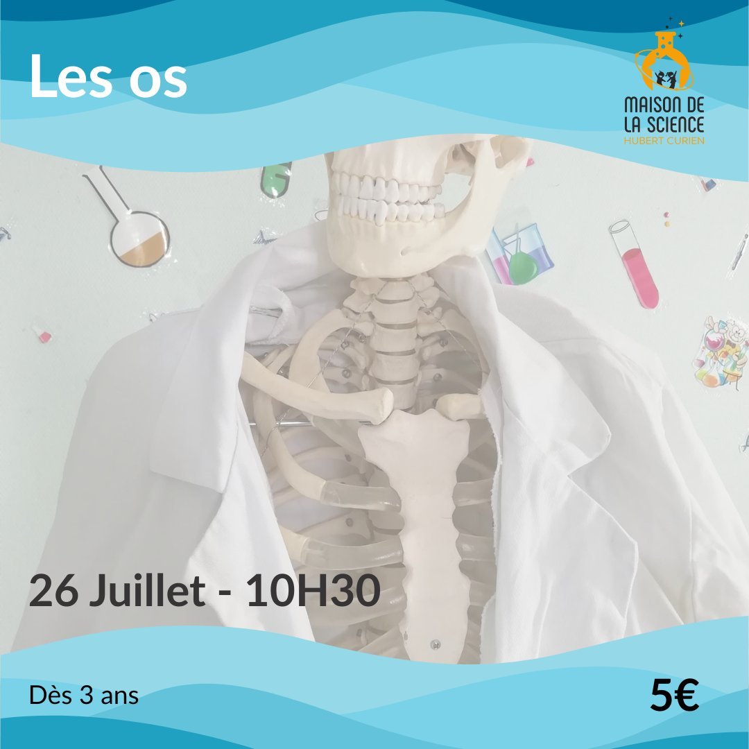 Les os